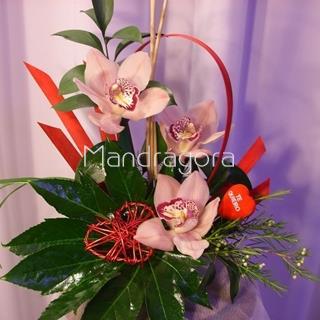 Centro de orquídeas - Imagen 1