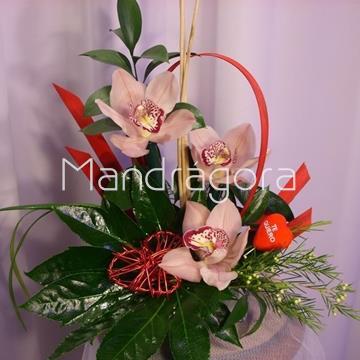 Centro de orquídeas - Imagen 2