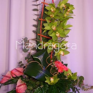 Centro de orquídeas - Imagen 2