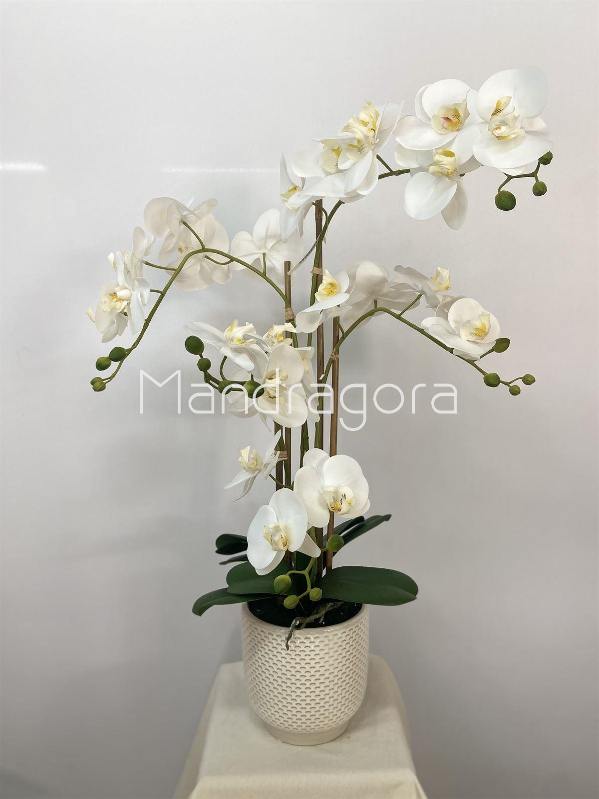 Macetero de orquideas blancas - Imagen 1