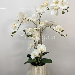 Macetero de orquideas blancas - Imagen 1