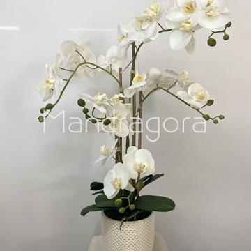 Macetero de orquideas blancas - Imagen 1