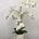 Macetero de orquideas blancas - Imagen 1
