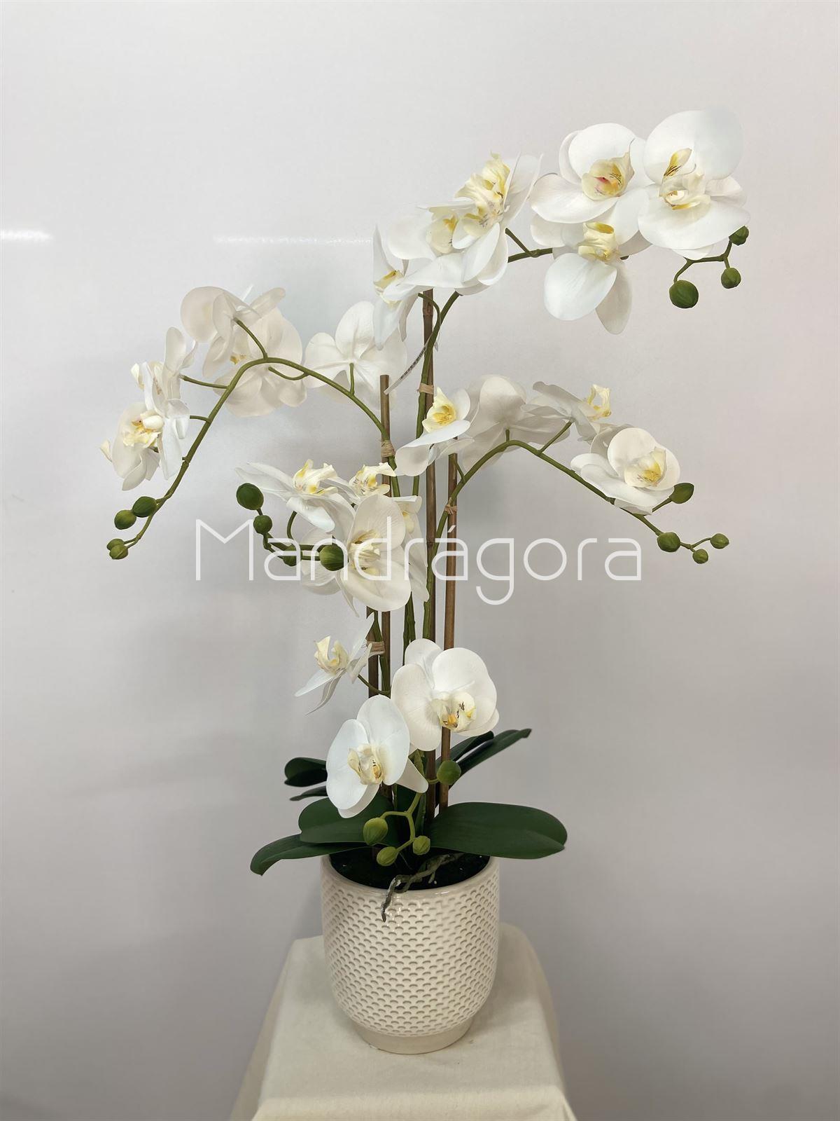 Macetero de orquideas blancas - Imagen 2
