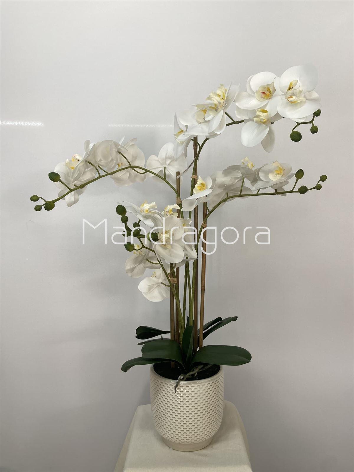 Macetero de orquideas blancas - Imagen 3