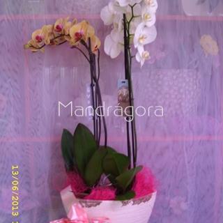 Orquidea phalaenopsis composición de dos plantas - Imagen 1