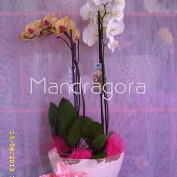 Orquidea phalaenopsis composición de dos plantas - Imagen 1