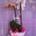 Orquidea phalaenopsis composición de dos plantas - Imagen 1