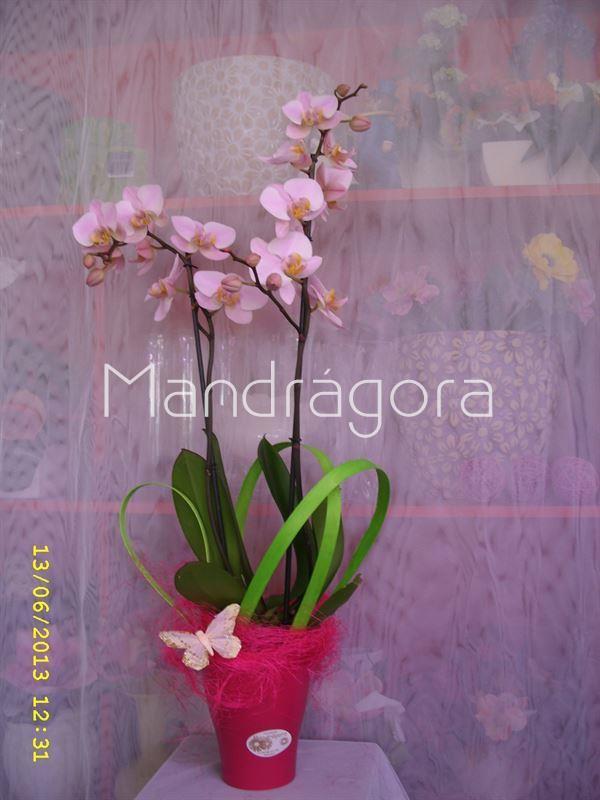 Orquidea phalaenopsis con maceta - Imagen 1