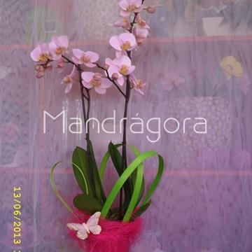 Orquidea phalaenopsis con maceta - Imagen 1