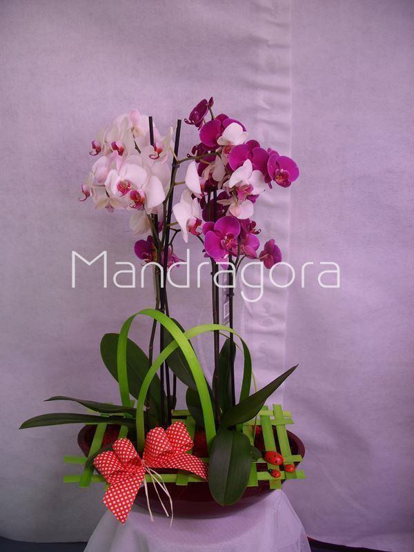 Orquidea phalaenopsis dos plantas y maceta - Imagen 1
