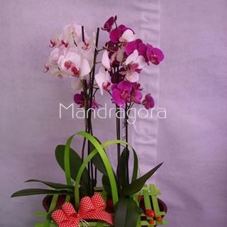 Orquidea phalaenopsis dos plantas y maceta - Imagen 1