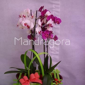 Orquidea phalaenopsis dos plantas y maceta - Imagen 1
