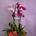 Orquidea phalaenopsis dos plantas y maceta - Imagen 1