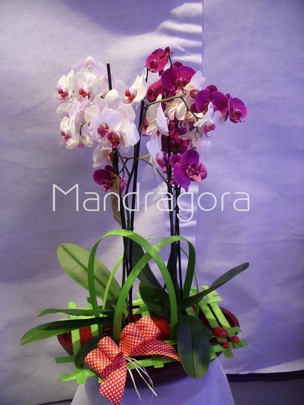 Orquidea phalaenopsis dos plantas y maceta - Imagen 2