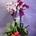 Orquidea phalaenopsis dos plantas y maceta - Imagen 2