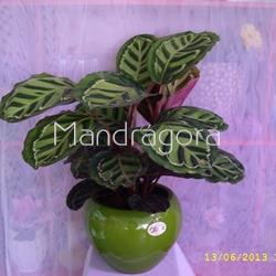 Planta calatea - Imagen 1
