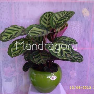 Planta calatea - Imagen 1