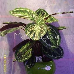 Planta calatea - Imagen 2