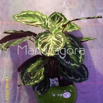 Planta calatea - Imagen 2