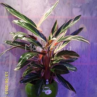 Planta calatea - Imagen 1