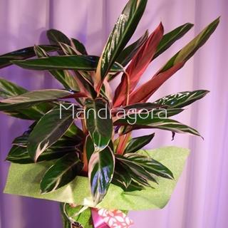 Planta calatea - Imagen 2