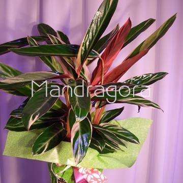 Planta calatea - Imagen 2