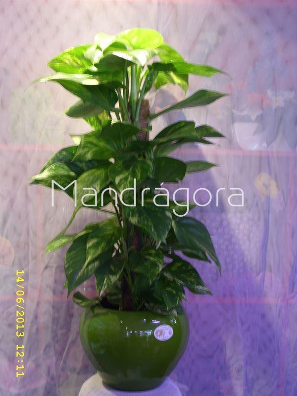 Planta natural Pothos - Imagen 1