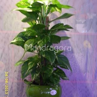 Planta natural Pothos - Imagen 1
