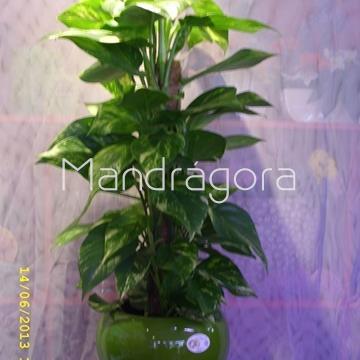 Planta natural Pothos - Imagen 1