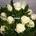 Ramo de rosas blancas - Imagen 1